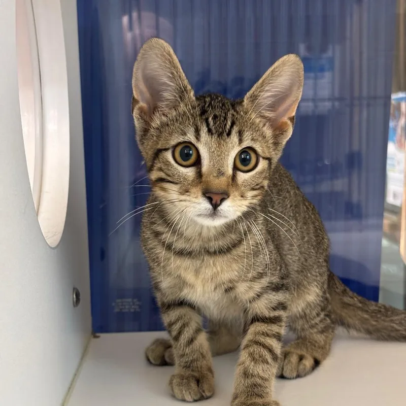 A baby small-sized male Brown / Chocolate Domestic Short Hair cat named Ed for adoption in League City, TX