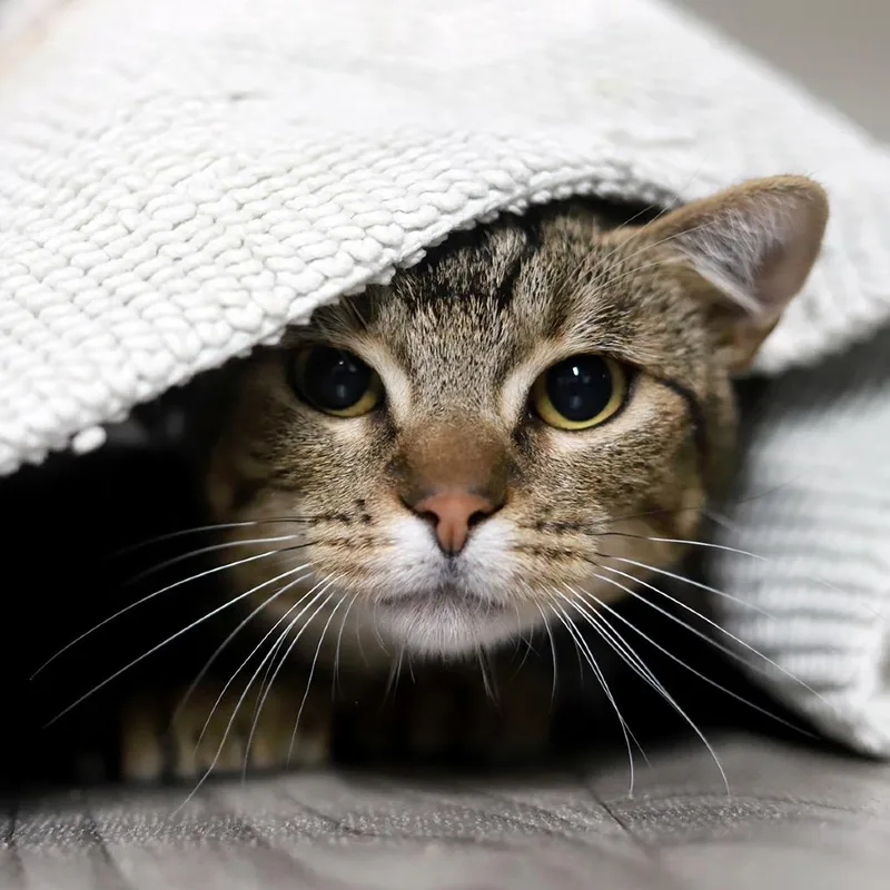 A young medium-sized female Brown / Chocolate Extra-Toes Cat / Hemingway Polydactyl cat named Orbitz for adoption in Los Angeles, CA