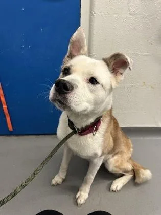 An adult large-sized female Mixed Breed dog named Marley for adoption in Seattle, WA