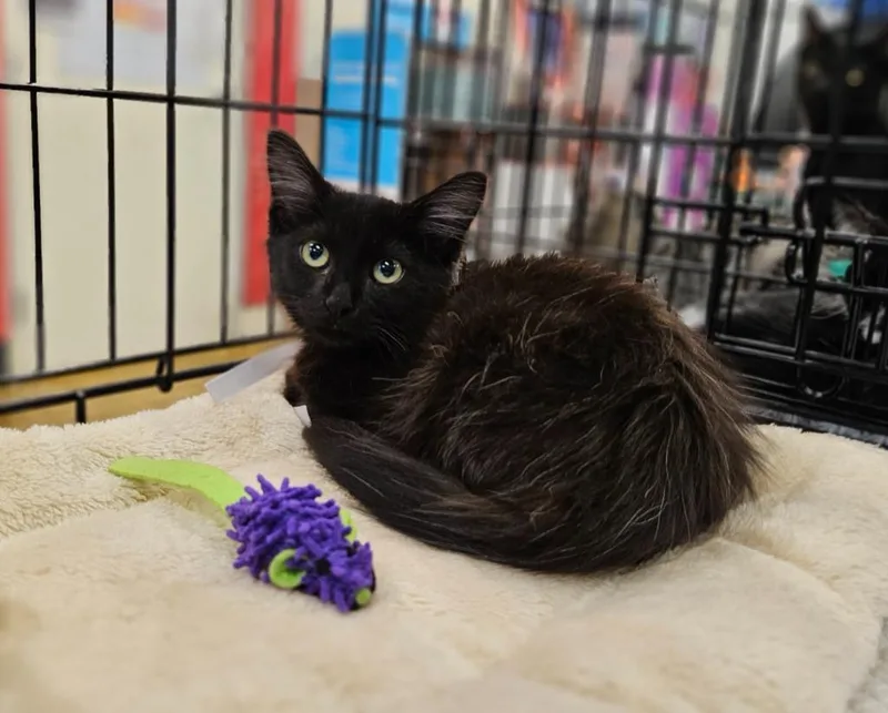 A baby small-sized male Domestic Long Hair cat named Oso for adoption in San Jacinto, CA