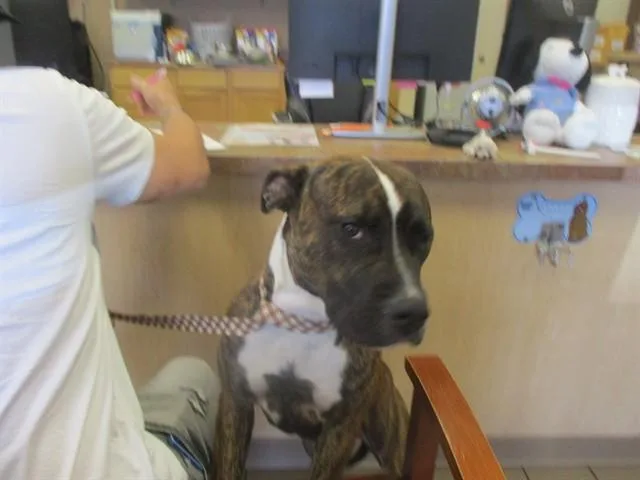 A young medium-sized male Staffordshire Bull Terrier dog named Lenny for adoption in Ocala, FL