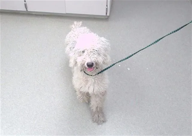 A young medium-sized female Poodle dog named Eliza for adoption in Omaha, NE