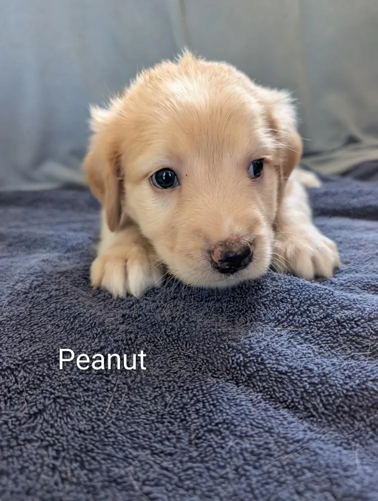 Peanut Gavi