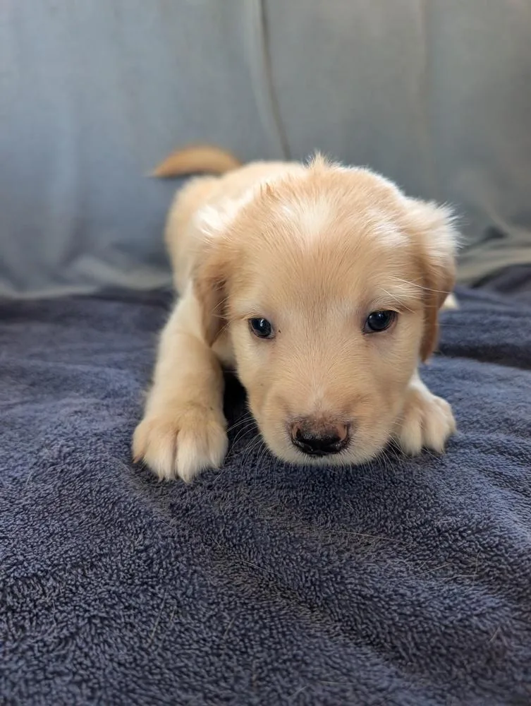 Peanut Gavi thumbnail 3