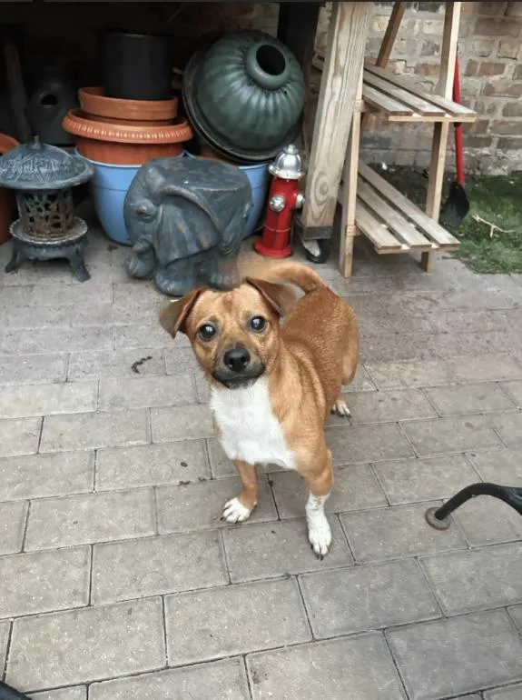 A young small-sized male Chihuahua dog named Rocky for adoption in Chicago, IL