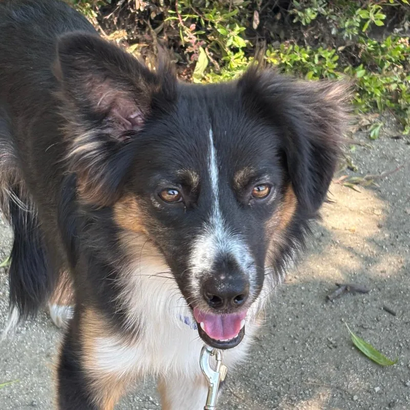 A young medium-sized male Black Mixed Breed dog named Denali for adoption in Medford, OR