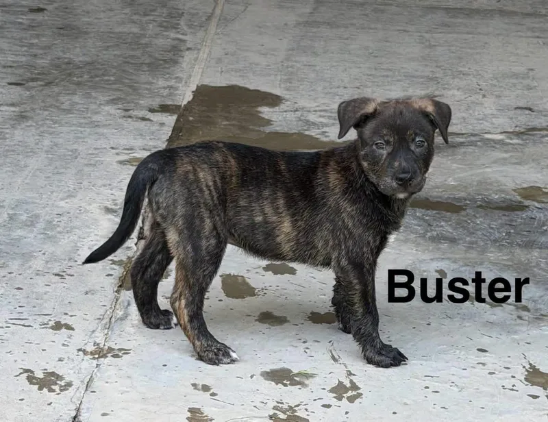 Buster Boo thumbnail 4