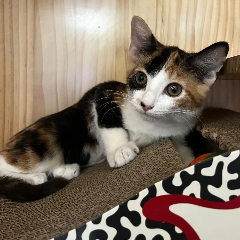 A baby small-sized female Calico Domestic Short Hair cat named Pimento for adoption in Yucca Valley, CA