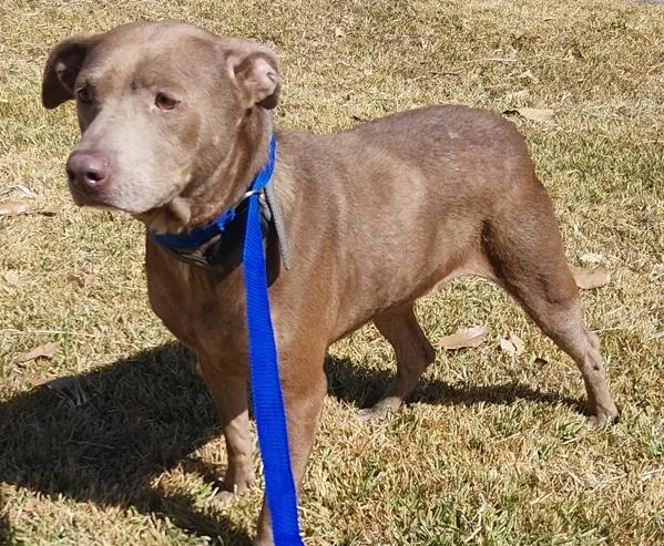 An adult large-sized female Labrador Retriever dog named Maylee for adoption in Lafayette, LA