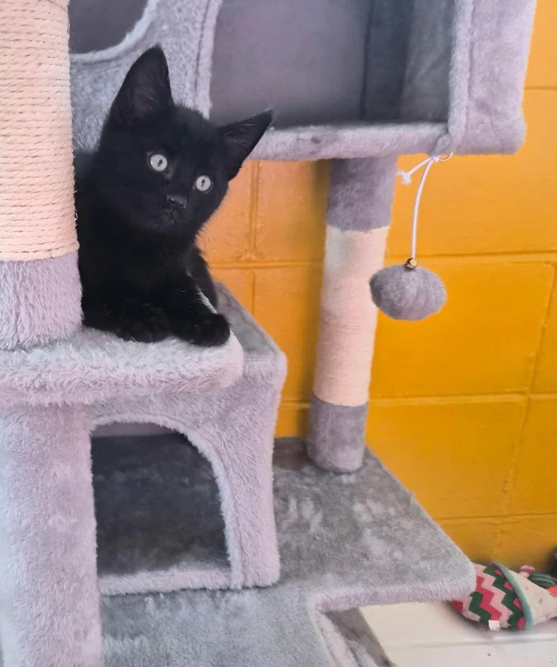 A baby medium-sized female Black Domestic Short Hair cat named Ash for adoption in San Jose, CA