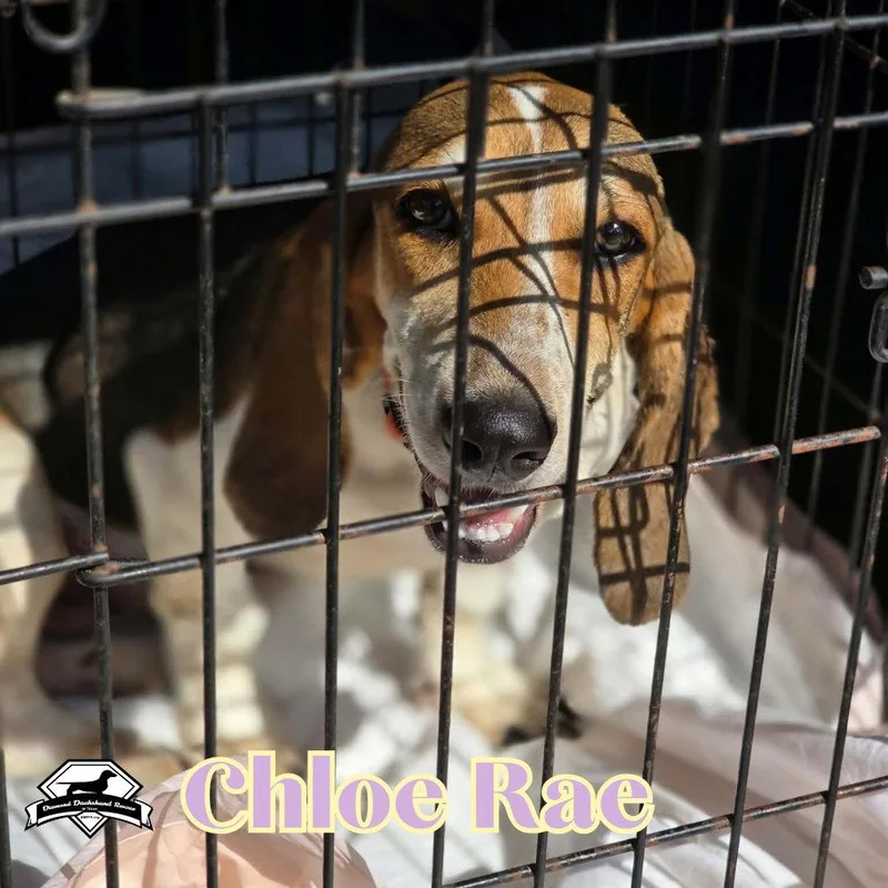 An adult medium-sized female Dachshund dog named Chloe Rae for adoption in San Antonio, TX