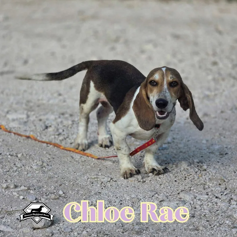 Chloe Rae thumbnail 2