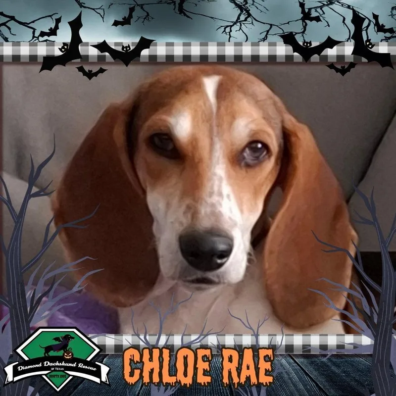 Chloe Rae thumbnail 3