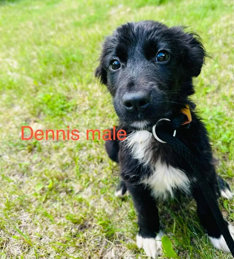 A baby medium-sized male Labrador Retriever dog named Dennis for adoption in Cloquet, MN