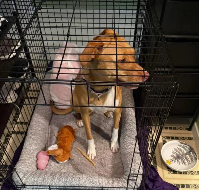 An adult medium-sized female Red / Chestnut / Orange Hound dog named Maisy for adoption in Pleasant Valley, NY
