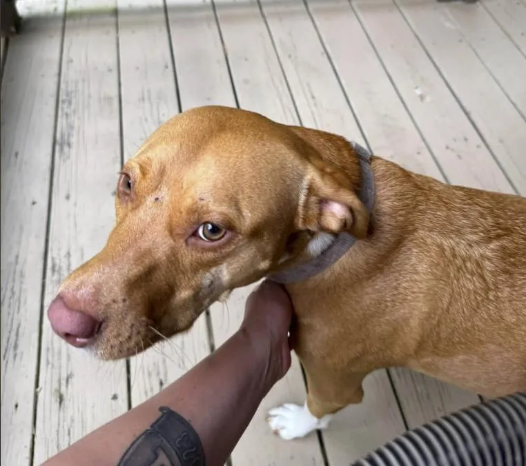 Maisy thumbnail 4