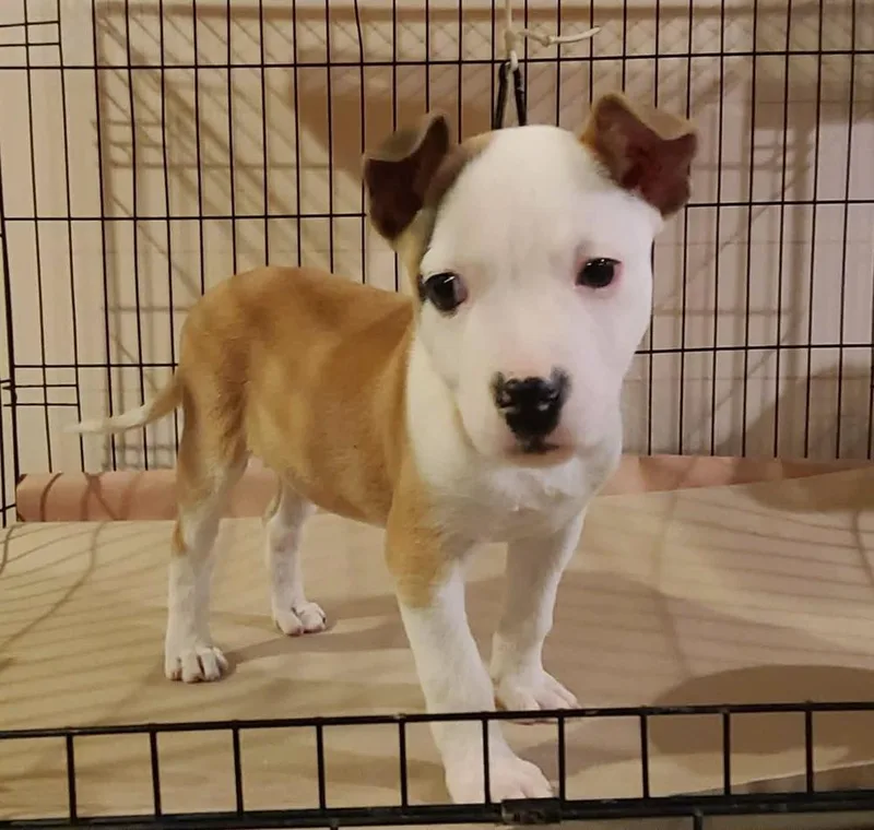 Valentine thumbnail 3