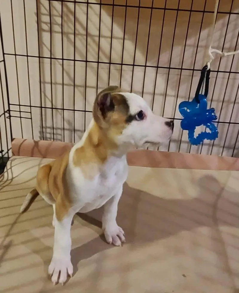 Valentine thumbnail 4