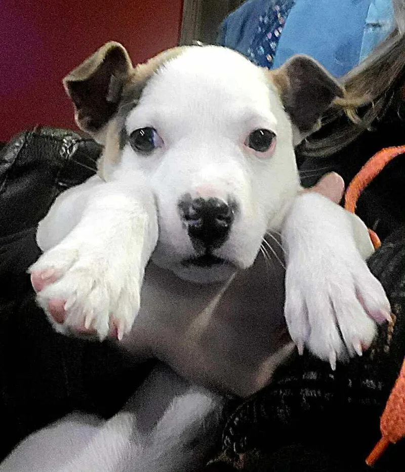 Valentine thumbnail 5