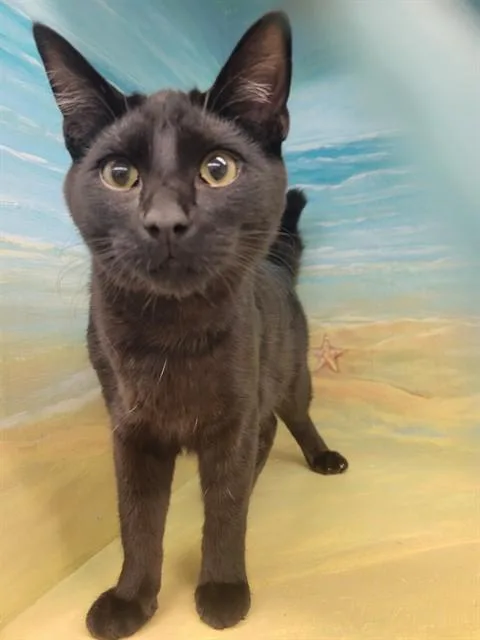 A young medium-sized male Domestic Short Hair cat named Elixer for adoption in Agoura, CA