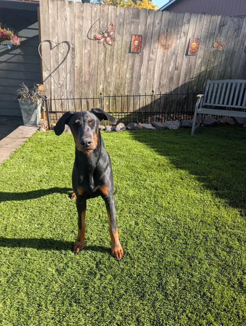 A young large-sized male Doberman Pinscher dog named Duke for adoption in Amity, OR