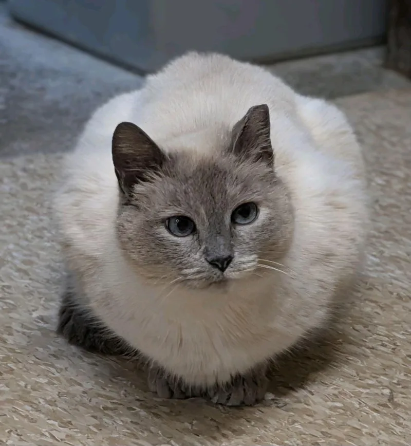 Meredith thumbnail 6
