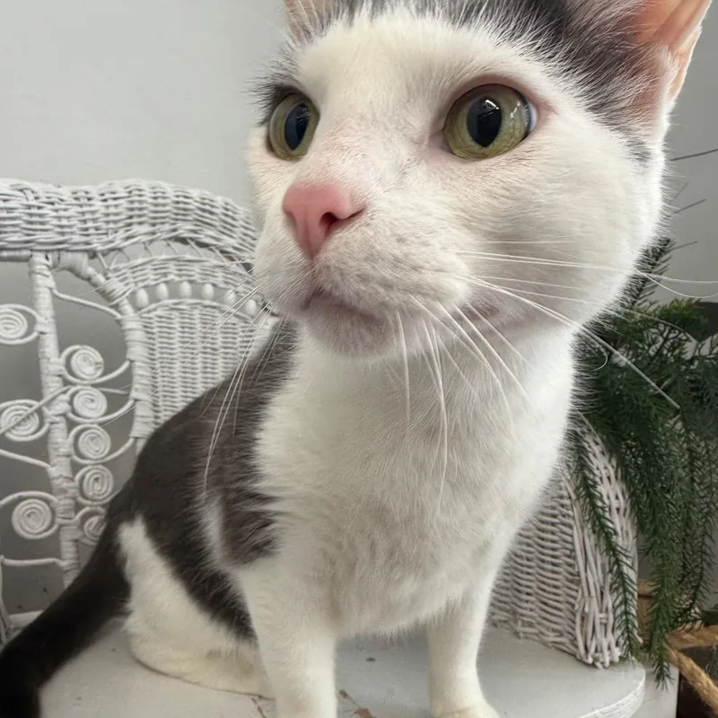 Slicker Helmet thumbnail 3