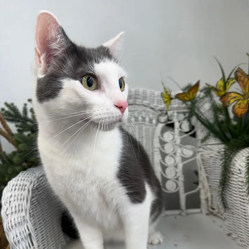 Slicker Helmet thumbnail 4