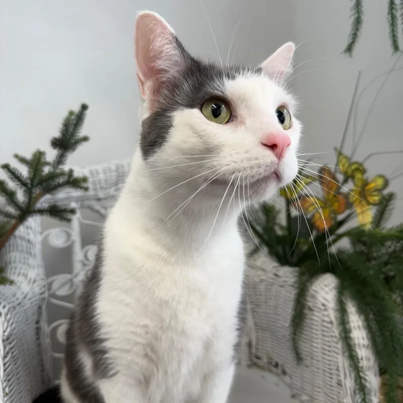 Slicker Helmet thumbnail 5