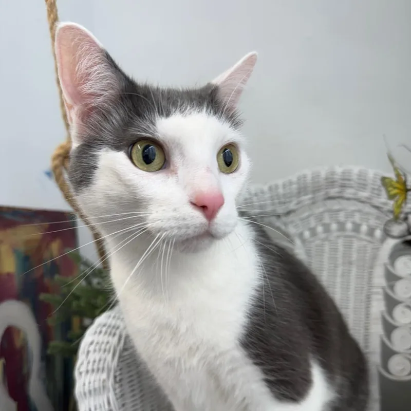 Slicker Helmet thumbnail 6