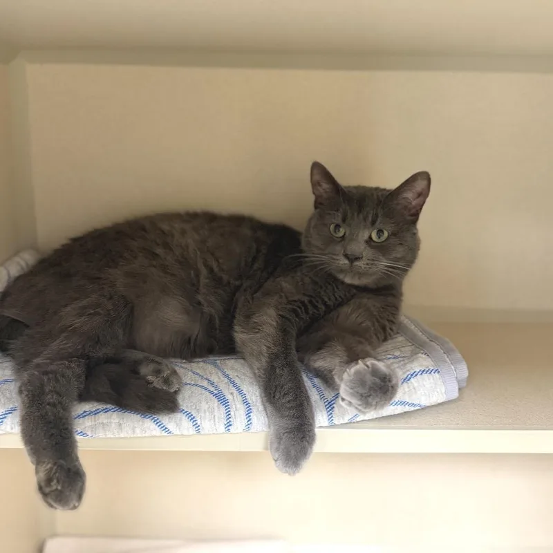 An adult medium-sized male Gray / Blue / Silver Domestic Short Hair cat named Greyson for adoption in Hamburg, NY