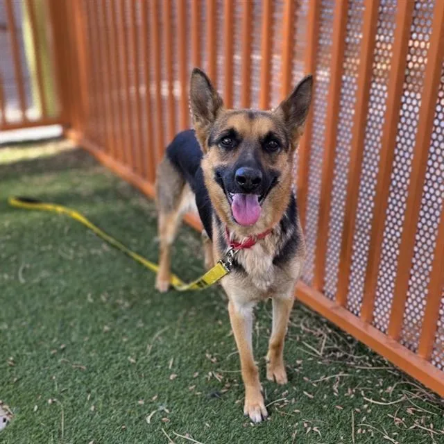 An adult large-sized female German Shepherd Dog dog named Nikita for adoption in Las Vegas, NV