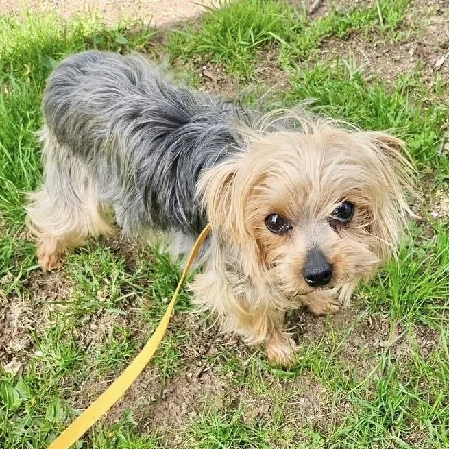 An adult small-sized female Yorkshire Terrier dog named Pepsi for adoption in Schnecksville, PA