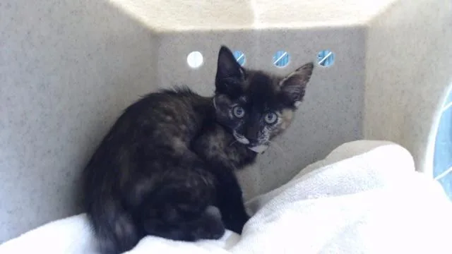A baby small-sized female Domestic Short Hair cat named A for adoption in Downey, CA