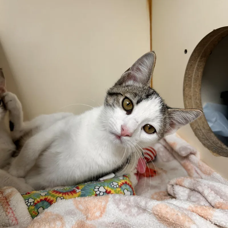 A young small-sized male Tabby (Tiger Striped) Domestic Short Hair cat named Snotlout for adoption in Myerstown, PA