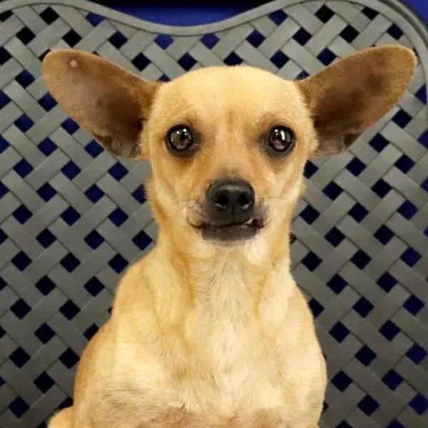 An adult small-sized female Chihuahua dog named Bonita for adoption in Fort Davis, TX