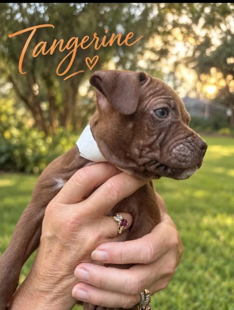 Tangerine thumbnail 2