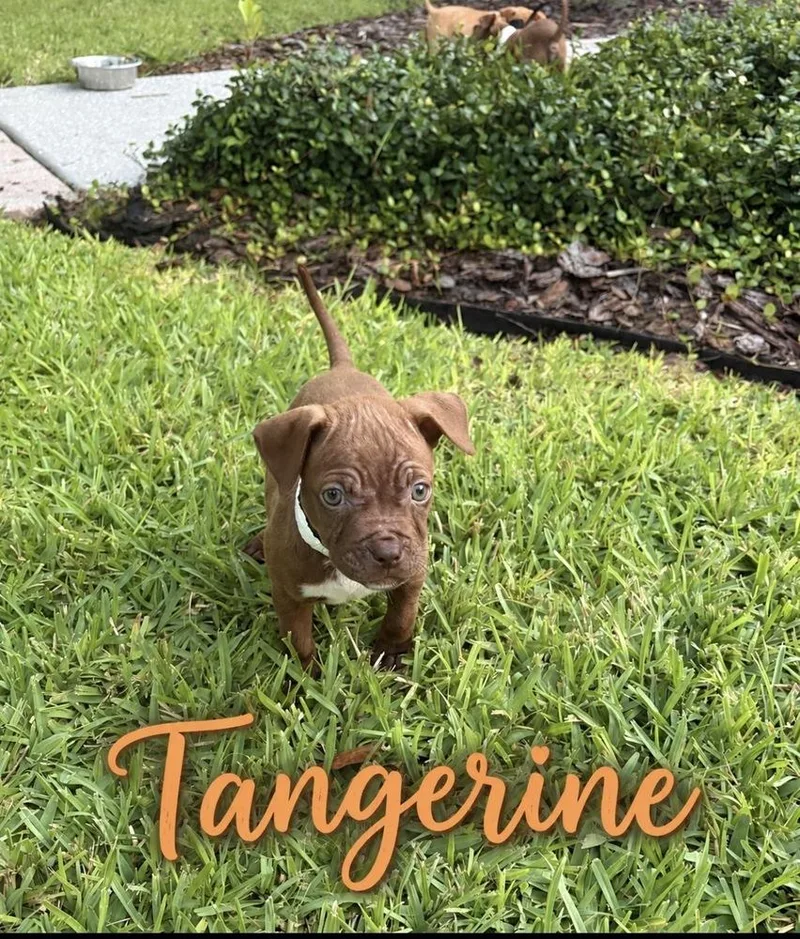 Tangerine thumbnail 5