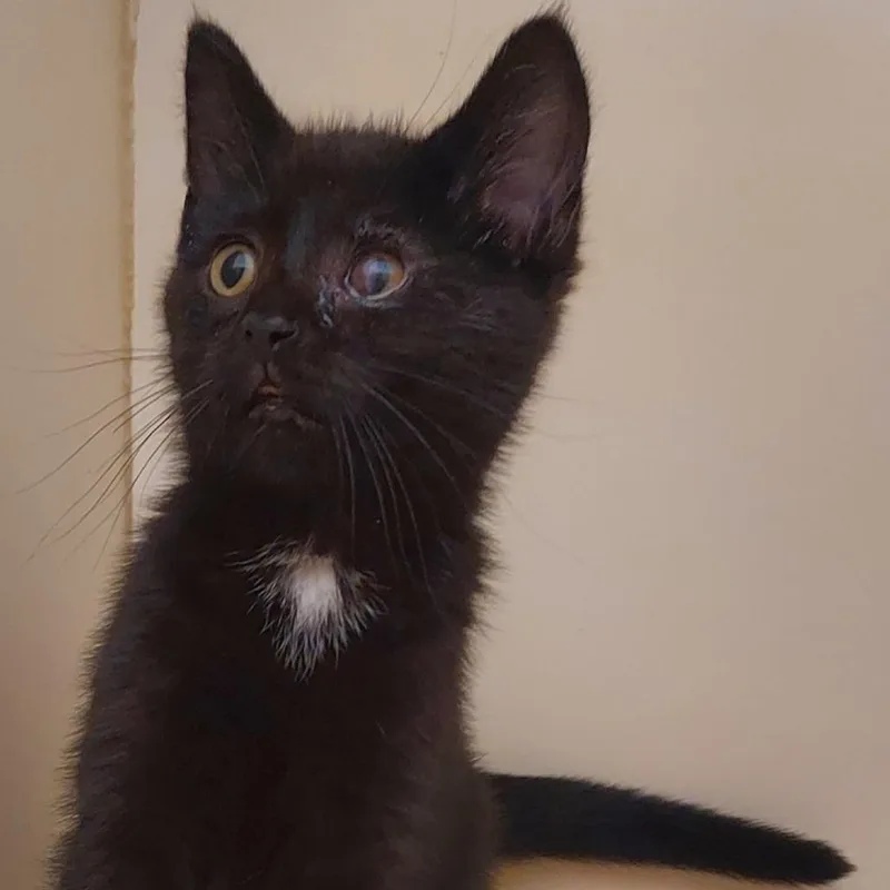 A baby small-sized female Black Domestic Short Hair cat named Helen of Troy for adoption in Dayton, OH