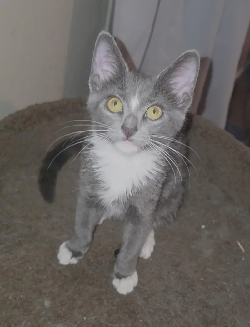 A baby small-sized male Gray / Blue / Silver Domestic Short Hair cat named Murphy Southern for adoption in Chandler, AZ