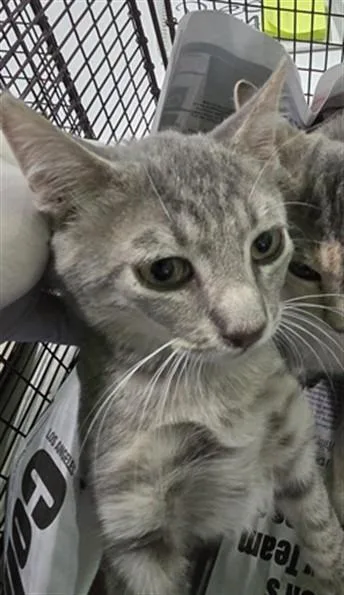A baby small-sized male Domestic Short Hair cat named Baby Ruth for adoption in Los Angeles, CA