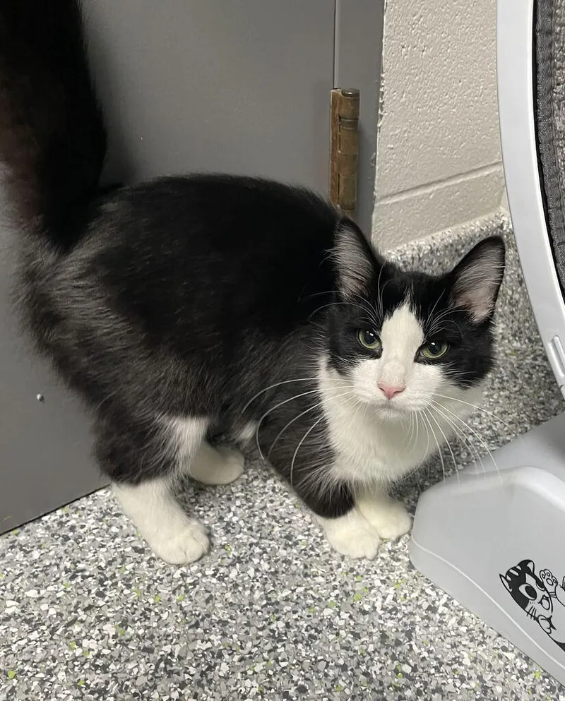A baby small-sized male Domestic Long Hair cat named Howdy for adoption in Jackson, MI
