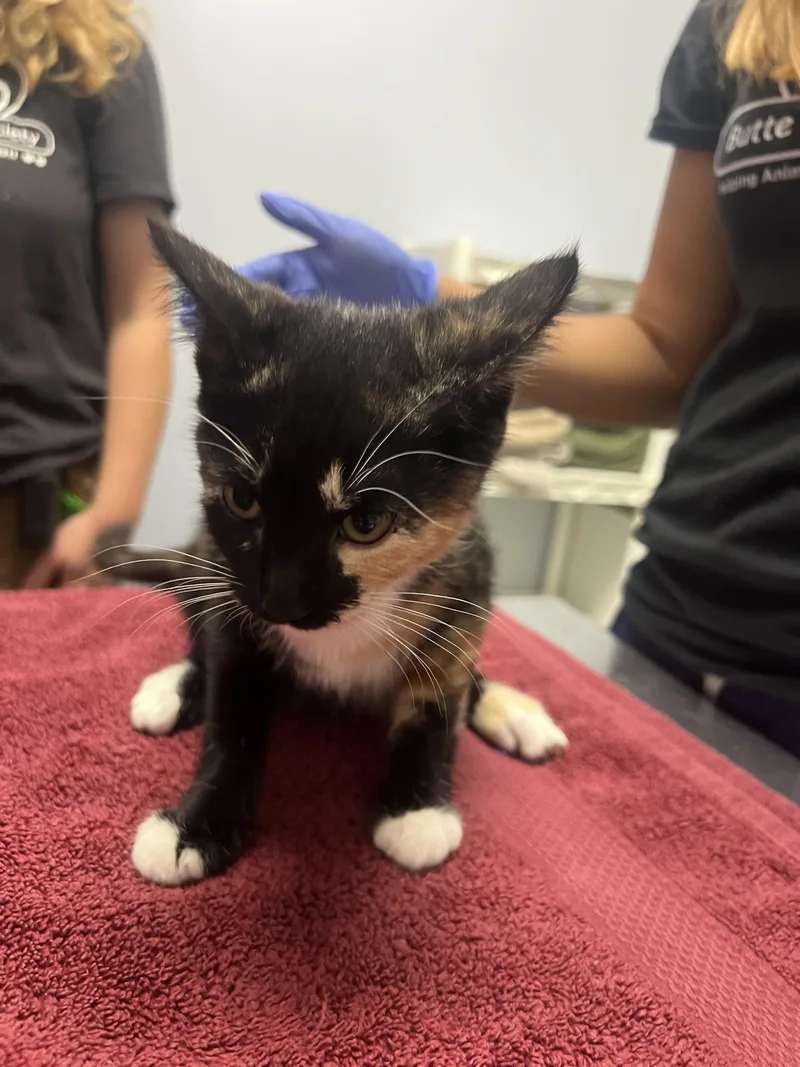 A baby small-sized female Domestic Short Hair cat named Dawn for adoption in Chico, CA