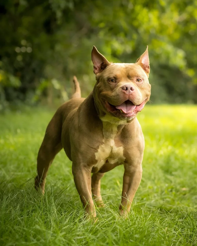 An adult large-sized male Golden American Bully dog named Hamm for adoption in Bridgeport, CT