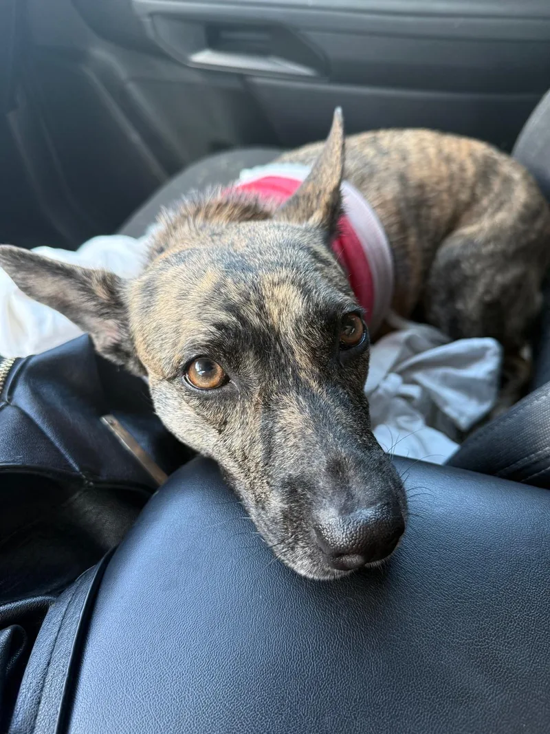 A young medium-sized female Brindle Tennessee Treeing Brindle dog named Isandra for adoption in Rio Grande, PR