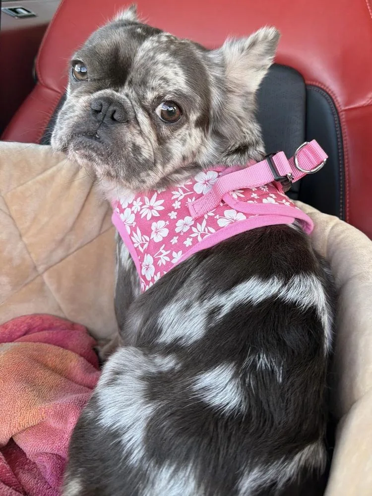 A young small-sized female French Bulldog dog named Cash for adoption in Fort Lauderdale, FL
