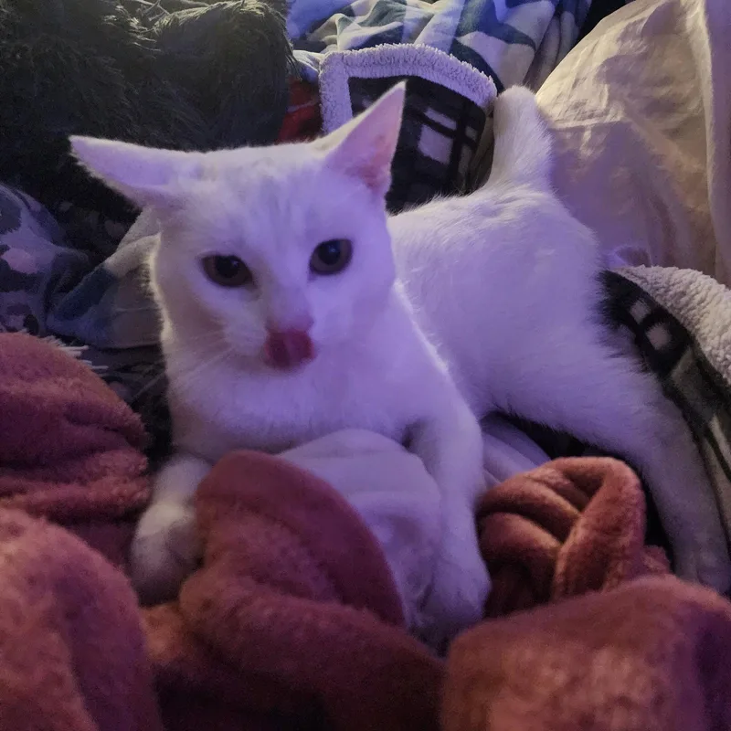 Coco  Jenkintown Ps thumbnail 2