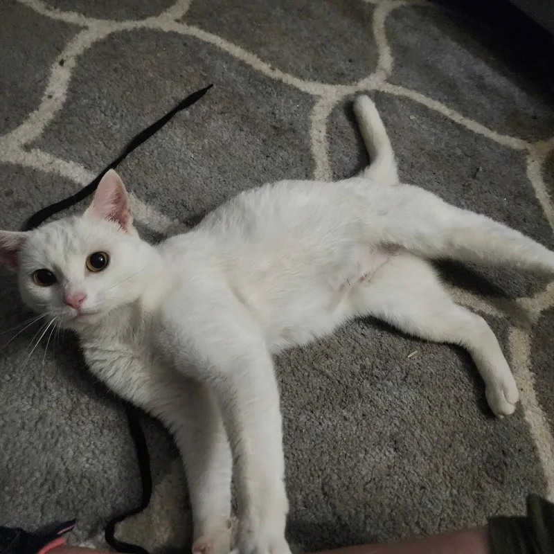 Coco  Jenkintown Ps thumbnail 3