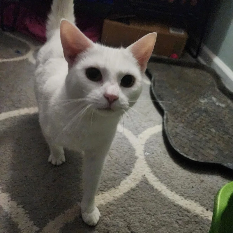 A young medium-sized female White Domestic Short Hair cat named Coco  Jenkintown Ps for adoption in Greenville, DE