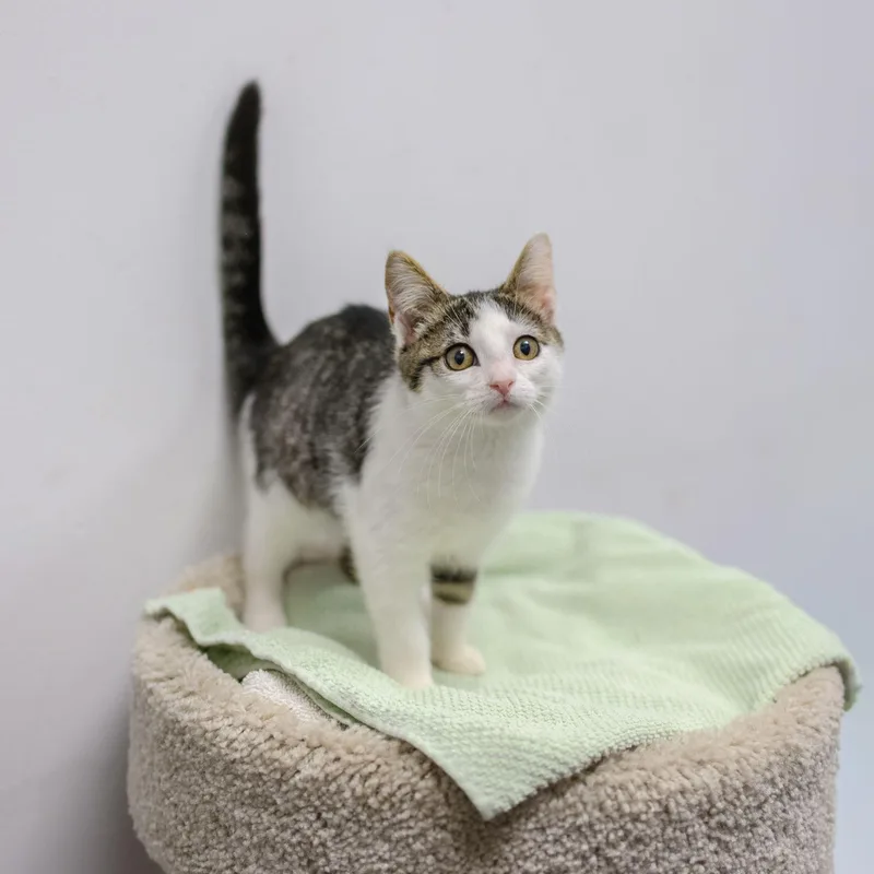 A baby medium-sized female Domestic Short Hair cat named Cucumber for adoption in Hamilton, NJ